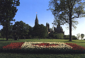 Tulip Flag
