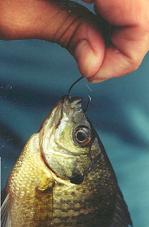 Cooke Lab - Fish Ecology and Conservation Physiology - Research:  Catch-and-Release Angling (Circle Hooks)