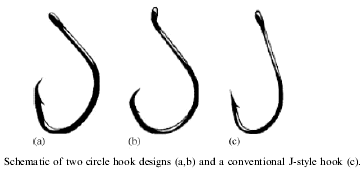 Cooke Lab - Fish Ecology and Conservation Physiology - Research:  Catch-and-Release Angling (Circle Hooks)