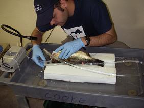 Cooke Lab - Fish Ecology and Conservation Physiology - Research